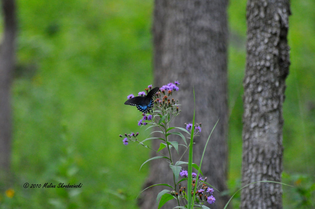 Spicebush Swallowtail