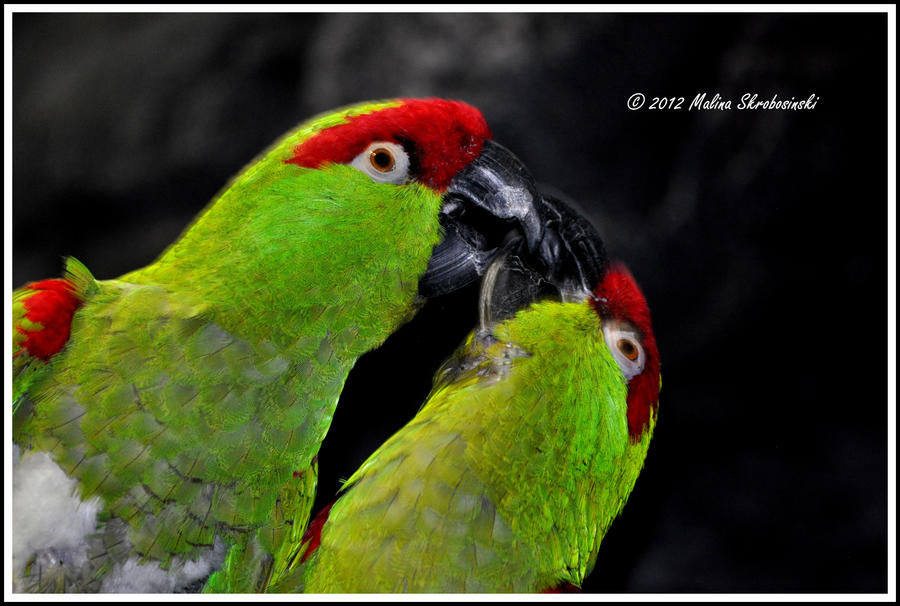 Thick-Billed Parrots