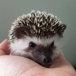 Baby Hedgehog