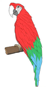 Colored parrot 2