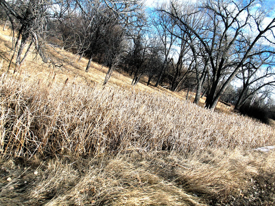 cattails by psyfive on DeviantArt
