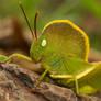 Hooded Grasshopper