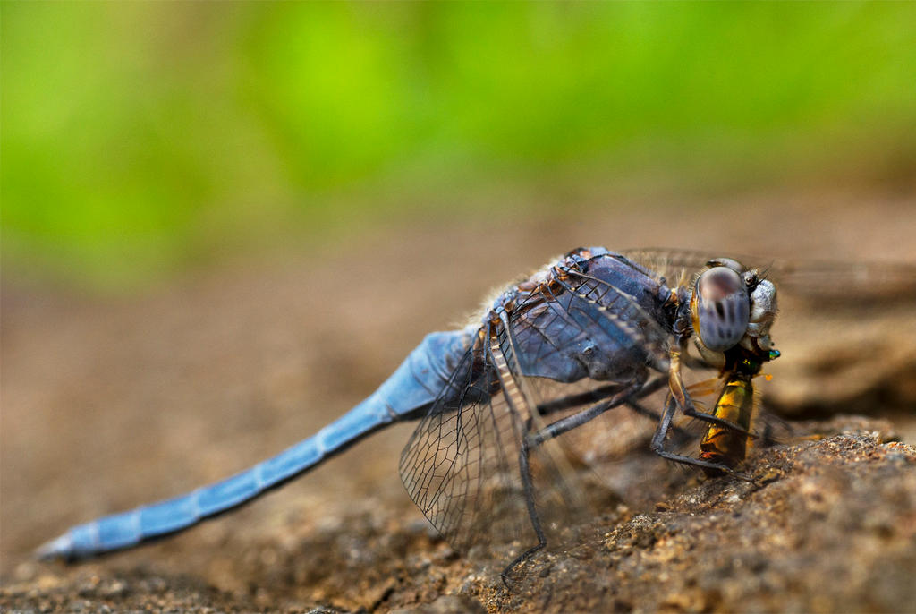 DamselFly