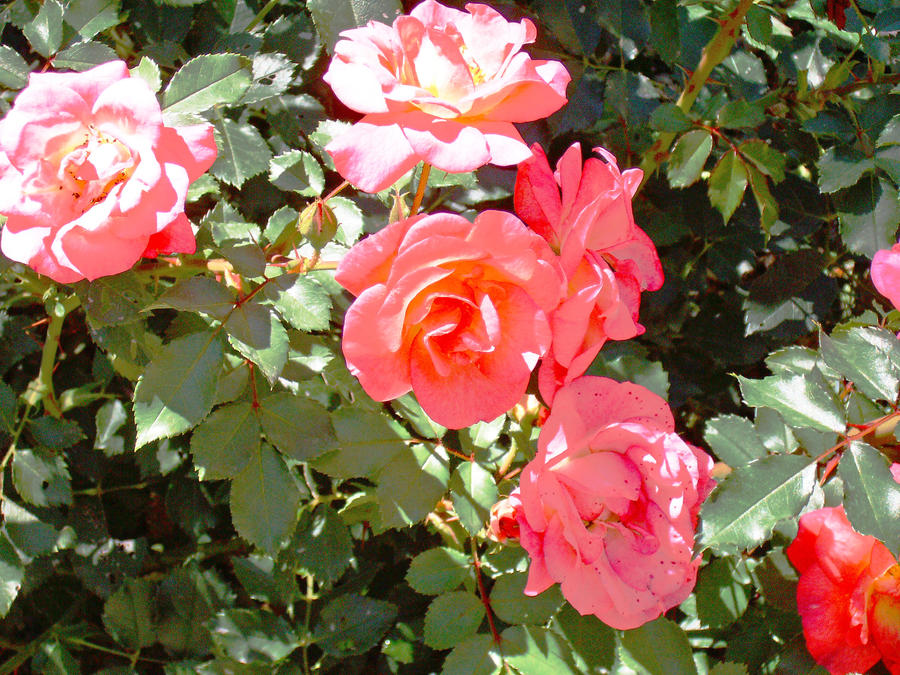 Midwood Roses Midtone roses by Katzztar on DeviantArt