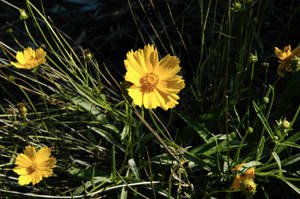 The yellow flower