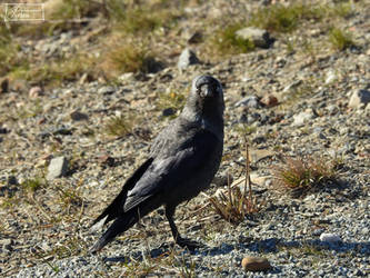 Jackdaw (The Stare)