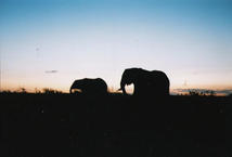 Elephant Sunset