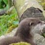 Oriental Short-Clawed Otter