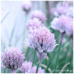 Soft Dreams - 15 by pinoleny