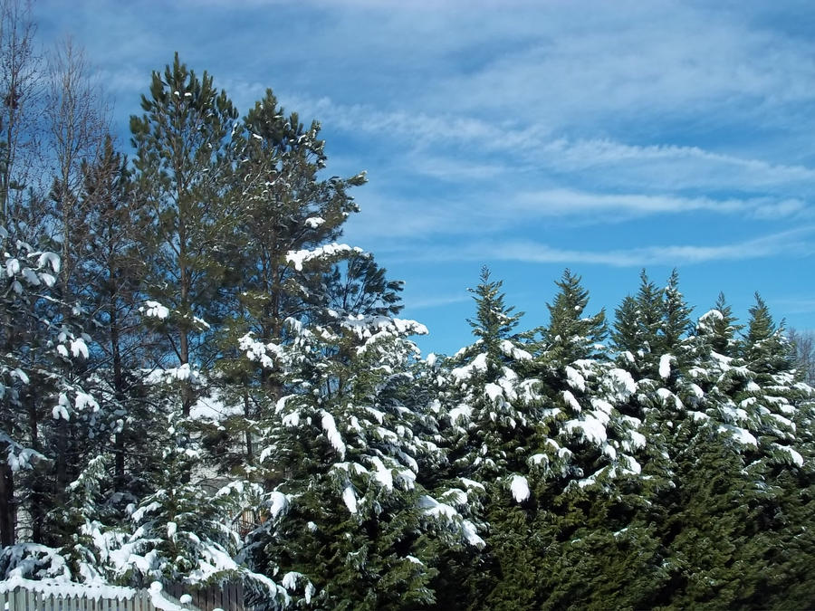 Snow Forest