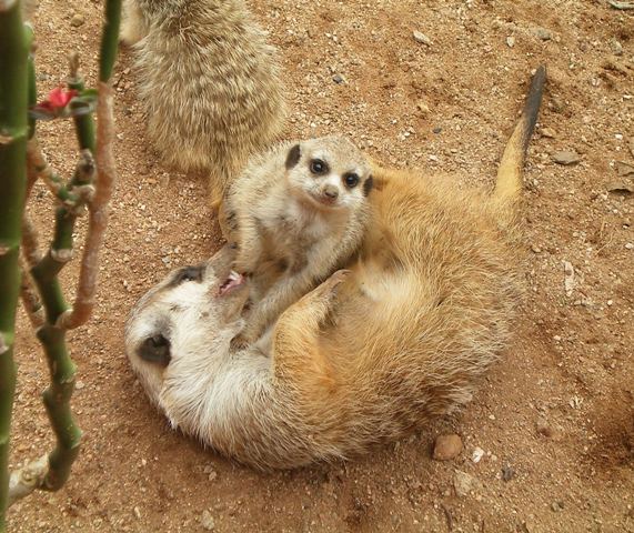 Cute little meerkats