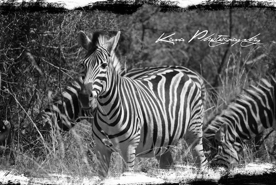 The African Zebra