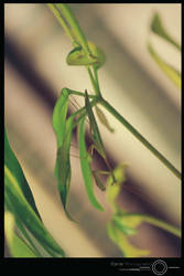 Praying mantis