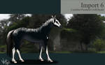 Ceffyl Import 6 by WynBird