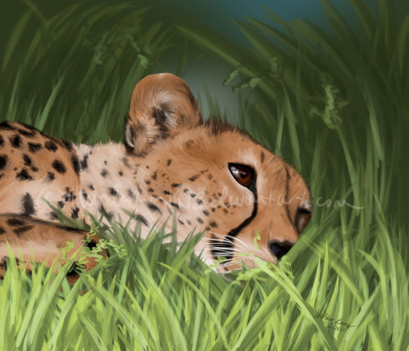 Cheetah