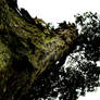 Mossy Tree