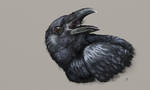 Raven study by Maxiator