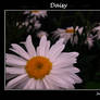 DAISY