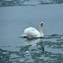 swan lake