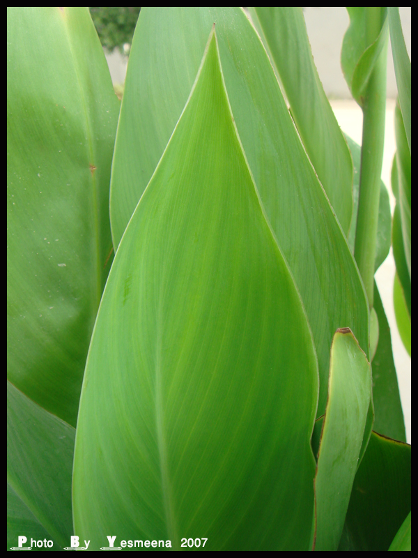 big leaves