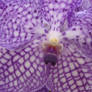 close Vanda Orchids flower