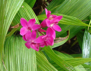 small fushia flowers