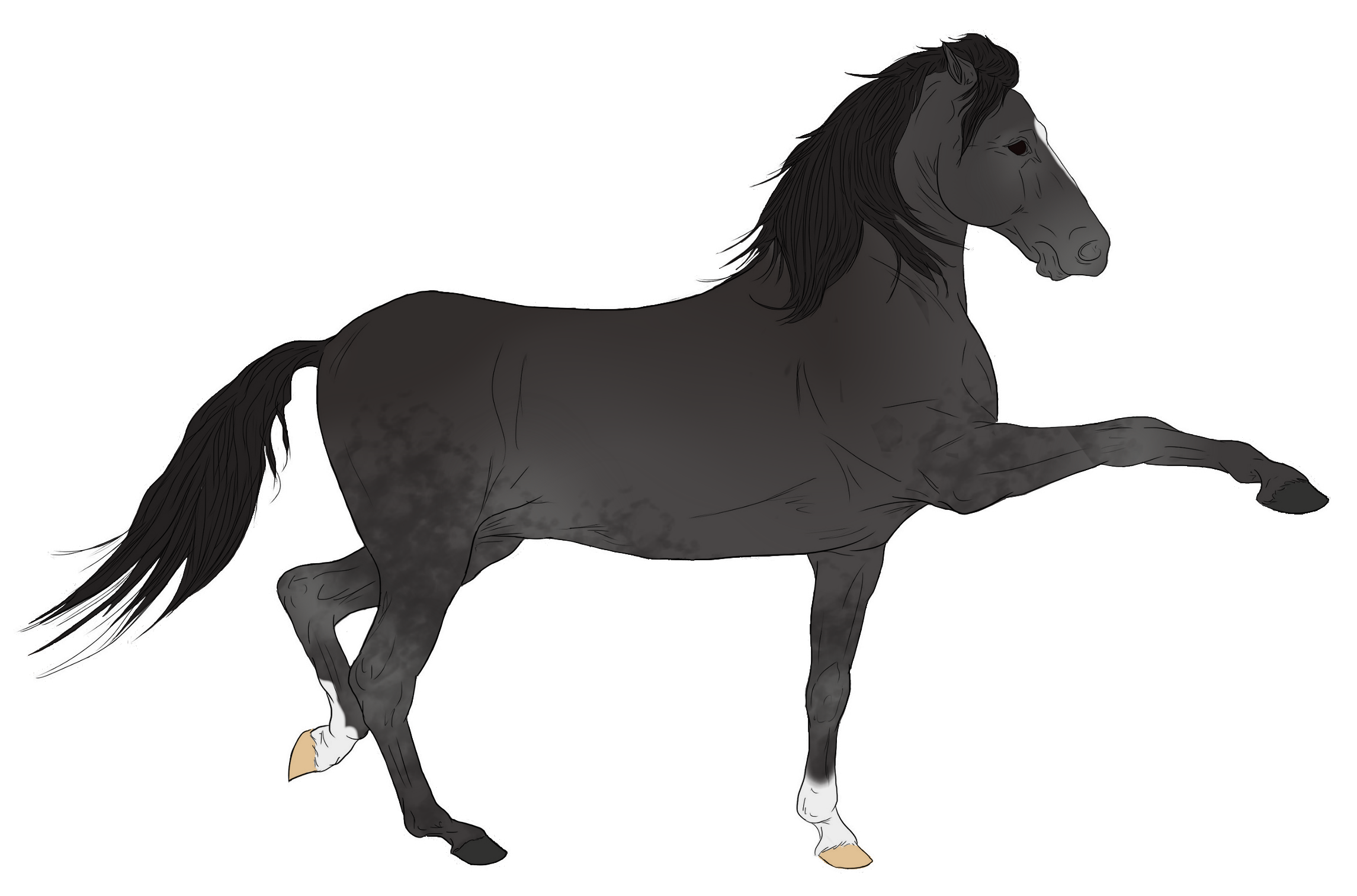 Andalusian Auction Horse 15