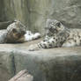 Snow Leopards