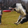 Flying dog