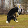 Border collie Askia