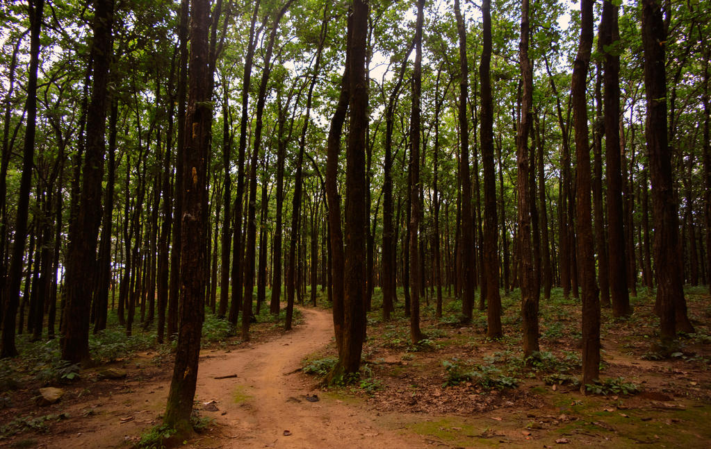 the path less taken by footloosedoc on DeviantArt