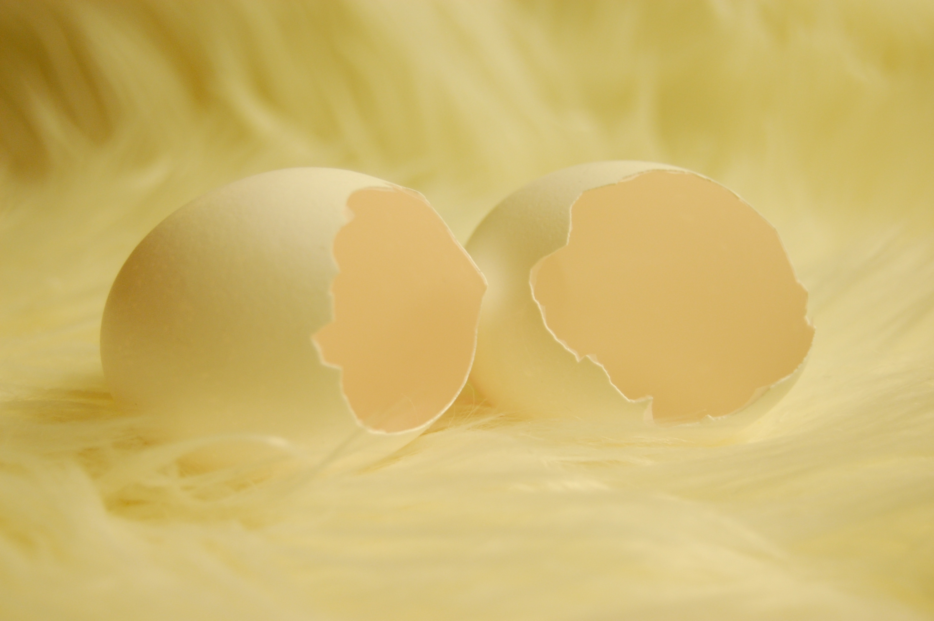 eggs