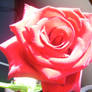 Rose 2