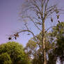 The Shoe Tree