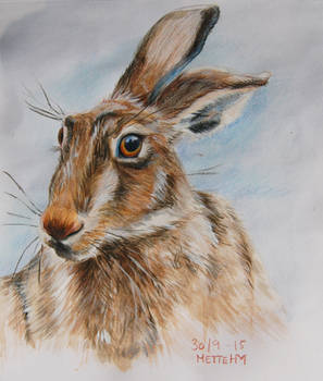 Hare