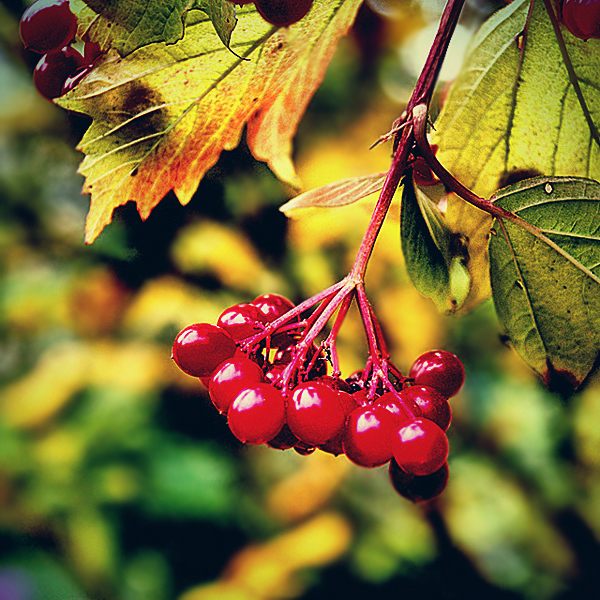 AUTUMN IMPRESSION