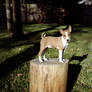 Basenji Puppy