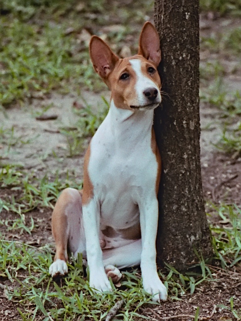 Basenji Houston 40