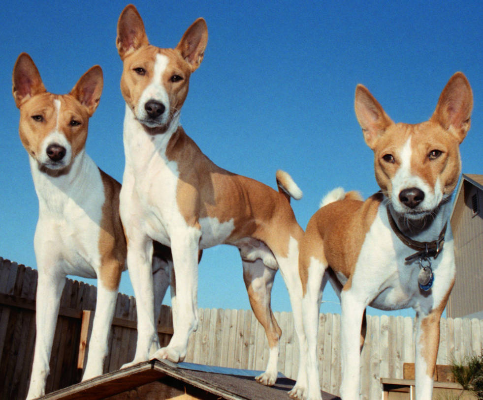 Basenji Austin 69