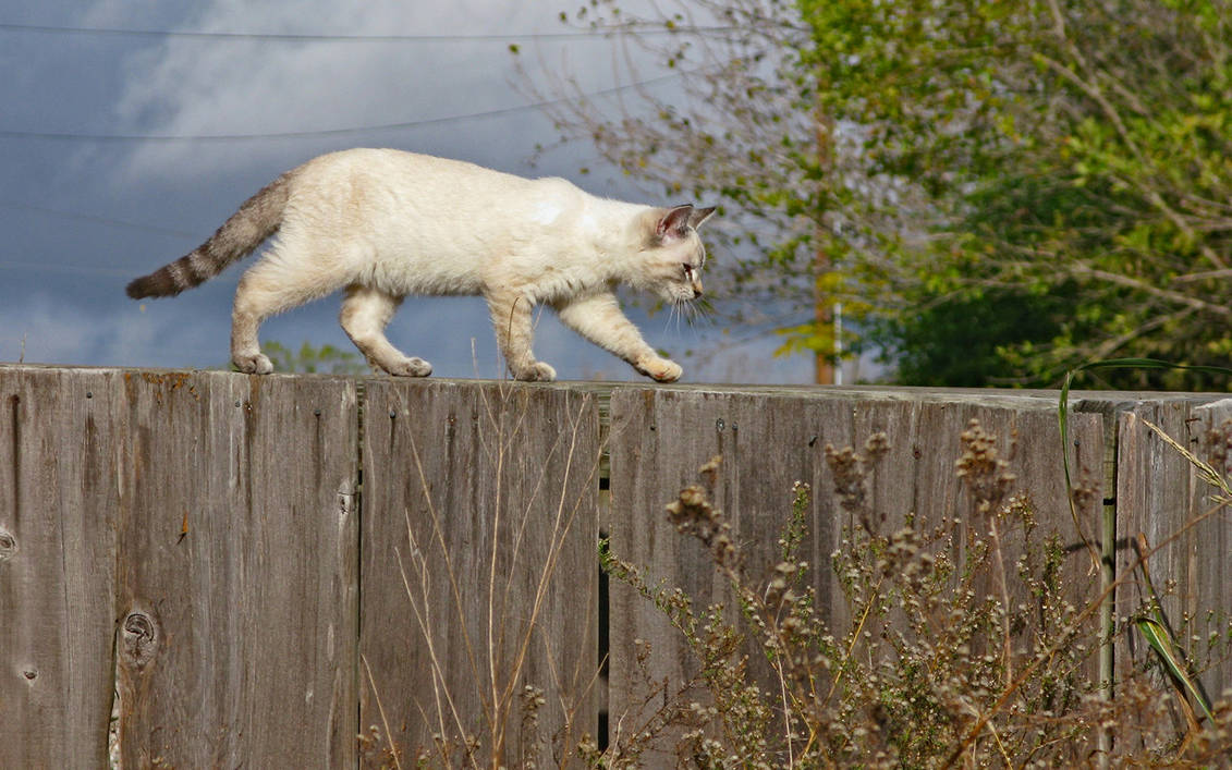 Catwalk