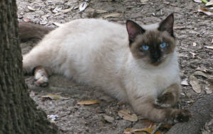 Some Siamese 2