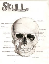 Skull Study