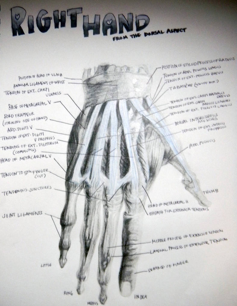 Hand Muscles Colored Muscles of hand by hanaren on DeviantArt