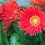 Gerber Daisy 1