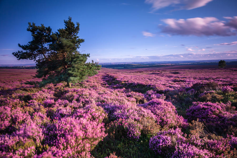 The Tree Rosedale Rosedale Tree 2 by gavinappleby on DeviantArt