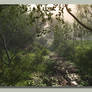 Small and Muddy Stream in Backlight