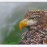 Whitetailed Eagle