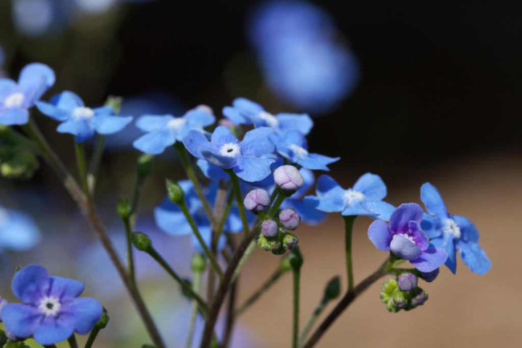 Long Blue Spring Blue spring by MyPhotos-Chris on DeviantArt