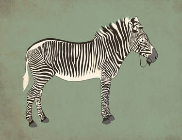 Bearded Zebra