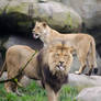 Lions 2